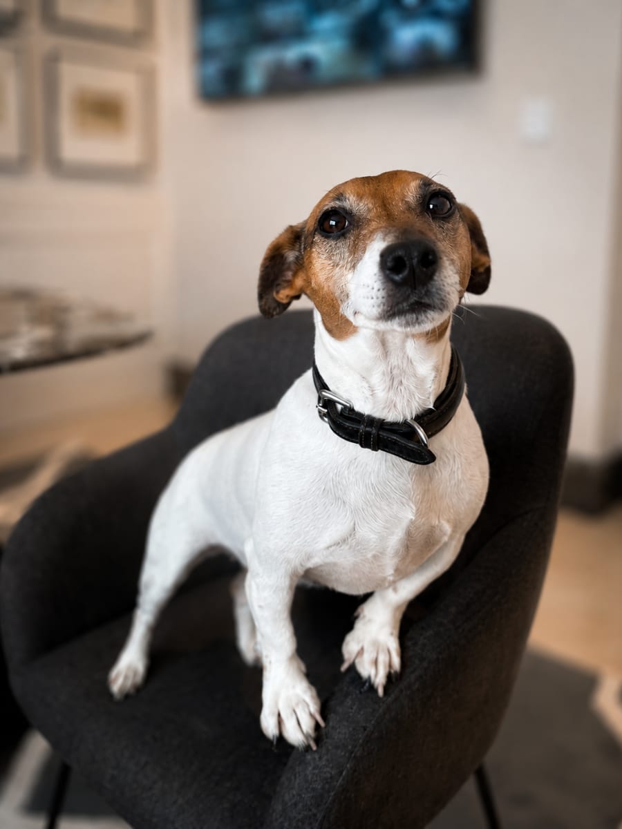 Bilette, jack russell